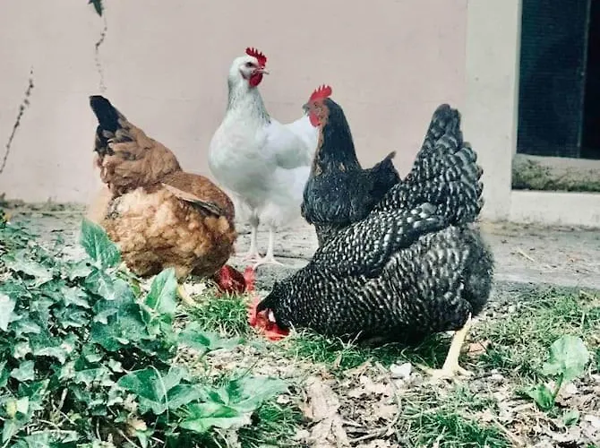 1986malagar 3* Baurech